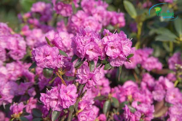 Rhododendron April Rose